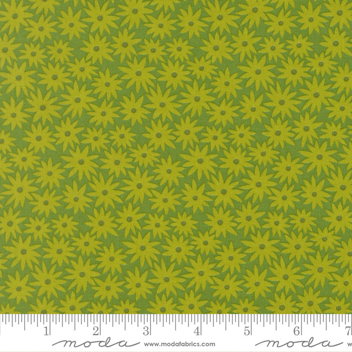 Scenery Sedum - Limeade